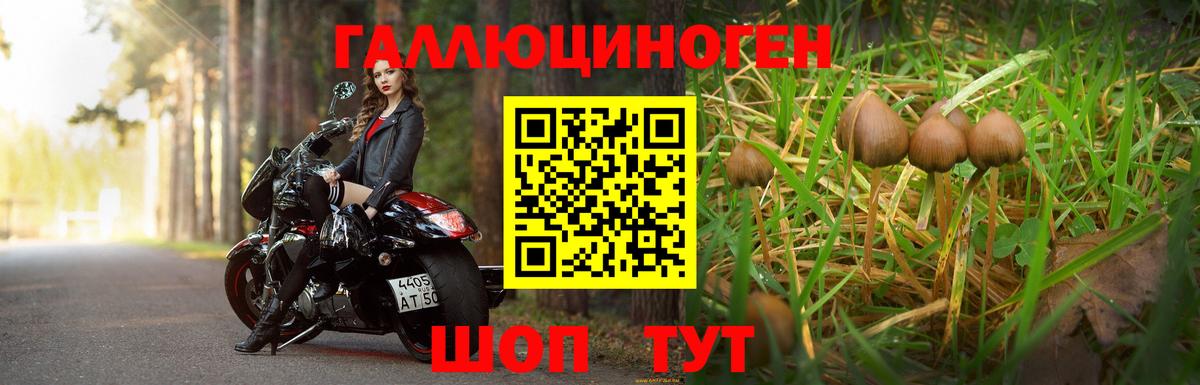 Псилоцибиновые грибы Psilocybe Оренбург